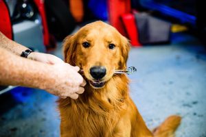 Dog Chewing a Wrench